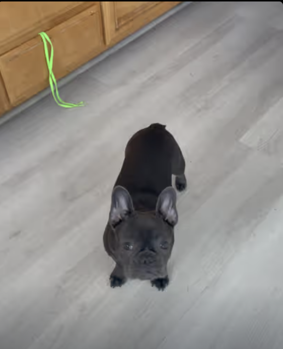 Kitchen Helper! Frenchie Yoda !!!